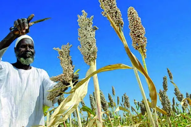 مزارع سوداني (مواقع التواصل)