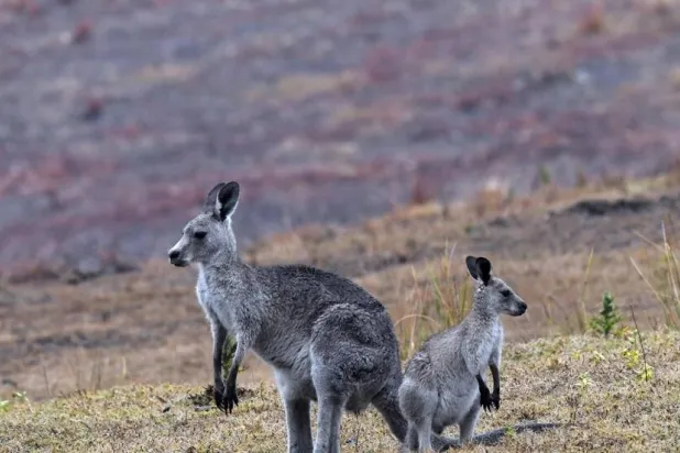 "الكنغر العملاق" هو الأكثر انتشاراً في جنوب استراليا وشرقها (أ. ف. ب)