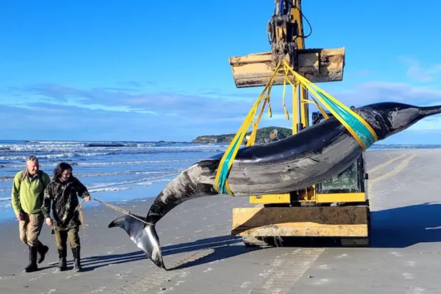 جيفة الحوت النادر تُرفع بالقرب من مصب نهر في مقاطعة أوتاغو (هيئة الحفاظ على البيئة في نيوزيلندا)
