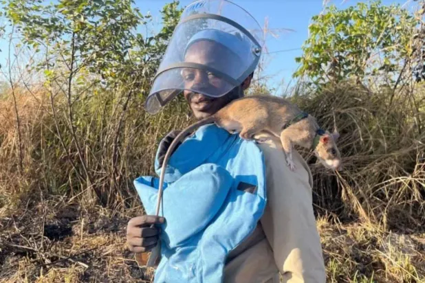 «الفئران الأبطال»... كيف ساعدت الهامستر بتطهير حقول الألغام في أنغولا؟