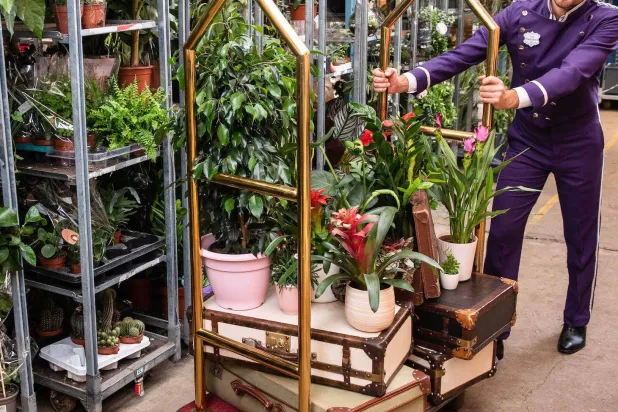 النباتات بأمان (موقع الفندق)