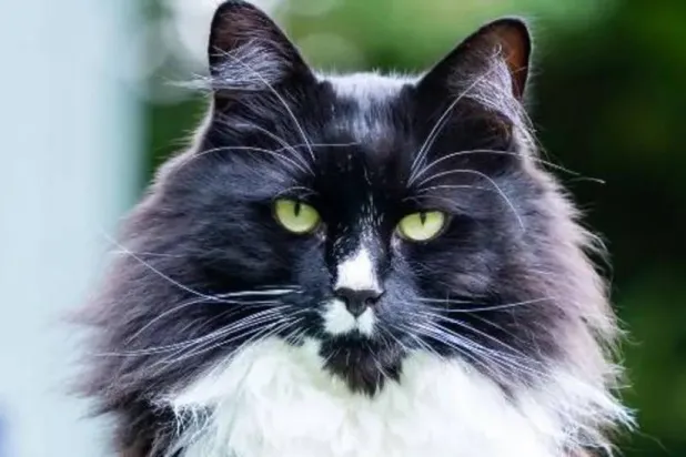 «مارلي» خفَّف الألم (ب.أ)