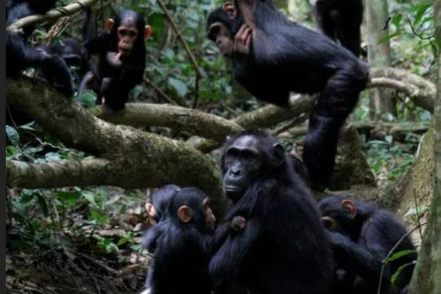 مجموعة من الشمبانزي تضم الأمهات وبعض الصغار والرضع (جامعة سانت أندروز)