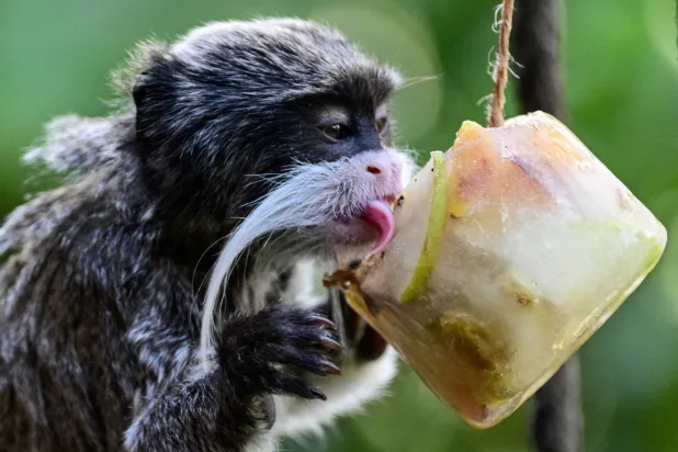 تستمتع الحيوانات بالسباحة واللعب في الماء والطعام المثلج (أ.ف.ب)