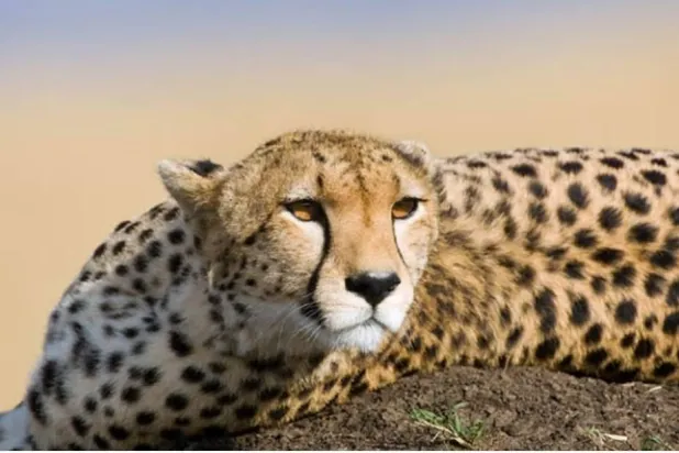 السعودية تواصل جهودها المكثّفة للحفاظ على الفهد الصياد من خلال توظيف البحث العلمي (الشرق الأوسط)