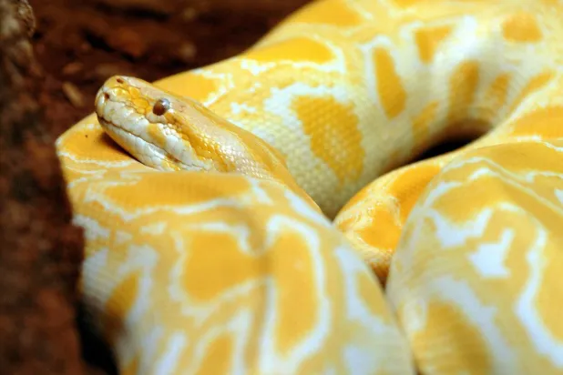 سمُّها قاتل (د.ب.أ)