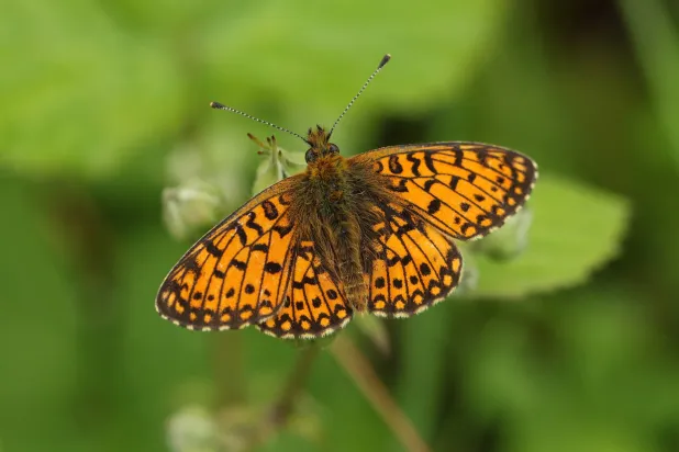 فراشة تستريح على زهرة بلاك بيري (شاترستوك)