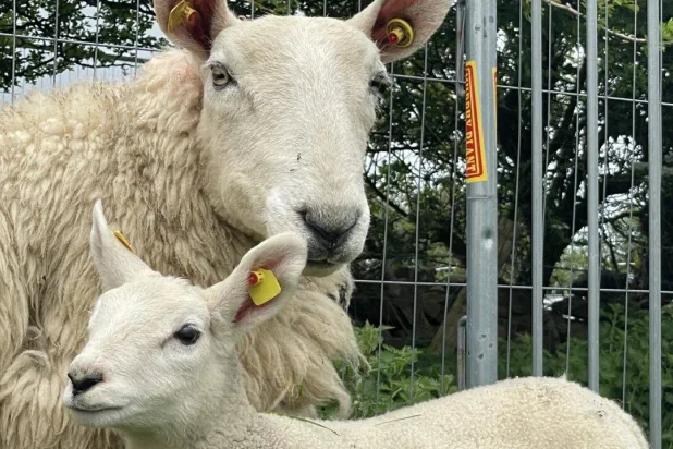 ماعز مع أحد المواشي في اليونان (أرشيفية - وسائل إعلام محلية)