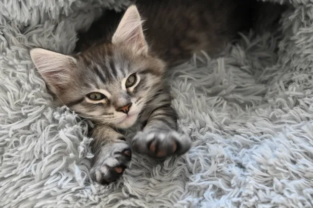 المخلوق اللطيف (شاترستوك)