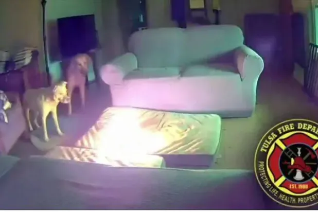 صورة من مقطع فيديو نشرته إدارة الإطفاء في تولسا بولاية أوكلاهوما الأميركية تظهر اشتعال البطارية بعد مضغ الكلب لها (إنستغرام)