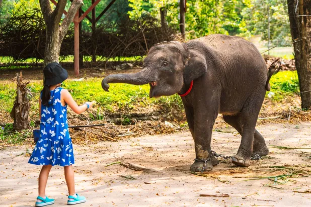 الأنواع الحية تتداول الأسماء... من الإنسان إلى الأفيال