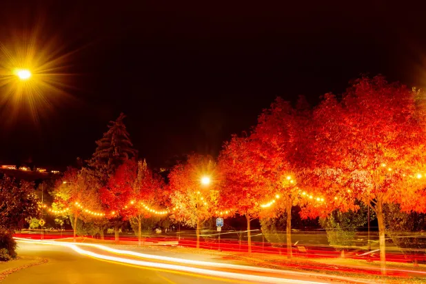 الإنارة تُنغّص «موائد» الحشرات (شاترستوك)