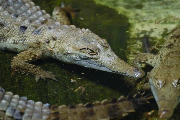 إطعام الحياة البرية الخطرة في كوينزلاند الأسترالية يعد مخالفة يعاقب عليها القانون (أ.ف.ب)