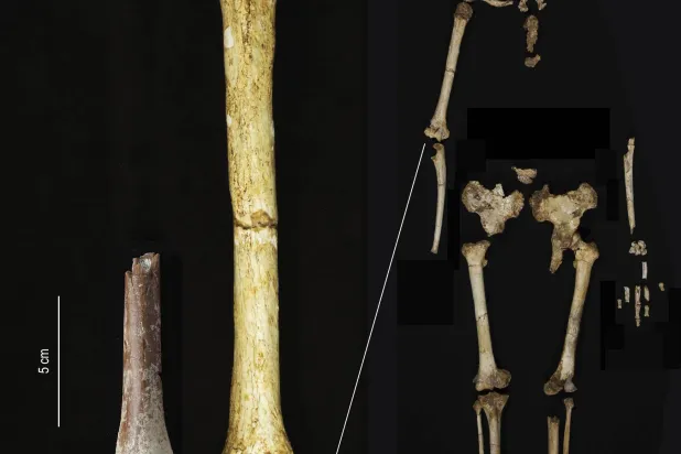 يعود تاريخ هذه القِطع إلى حوالي 700 ألف سنة (أ.ب)