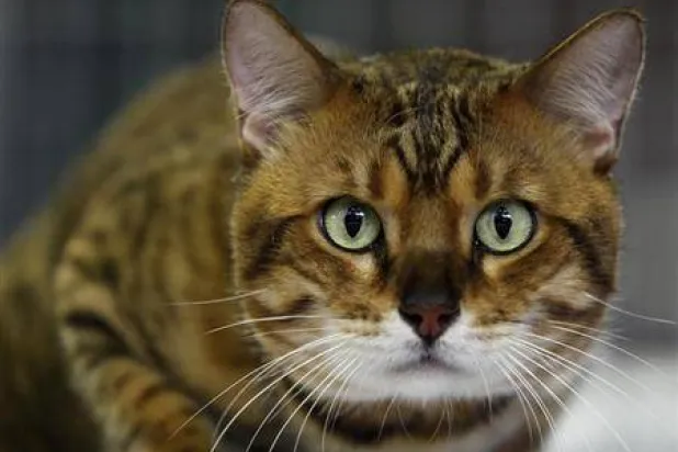 عانت بعض القطط التي تمت دراستها من صعوبة في النوم أو توقفت عن تناول طعامها (أرشيفية - رويترز)