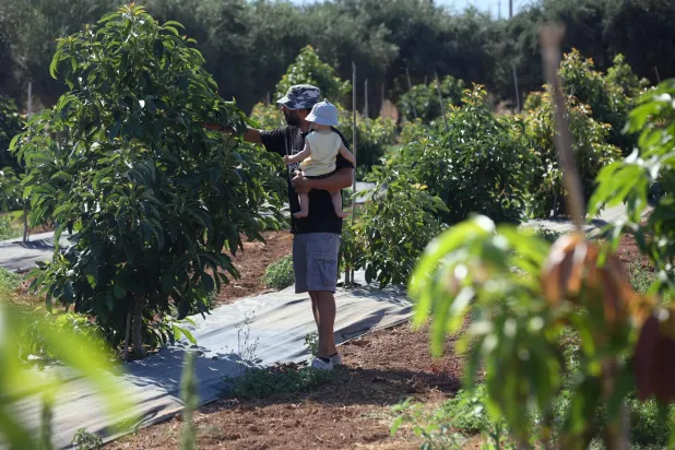 المُزارع اليوناني بانوس أداموبولوس يحمل طفله ويتفقد شجرة الأفوكادو في حقله باليونان (أ.ف.ب)