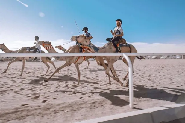 تتجاوز قيمة جوائز النسخة الجديدة 56 مليون ريال (الاتحاد السعودي للهجن)