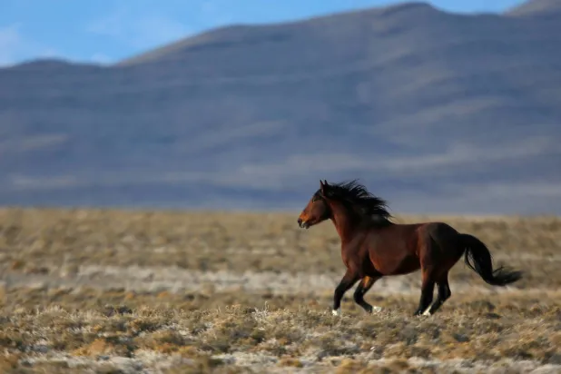 الدراسة قالت إن الخيول أكثر ذكاءً مما كان يُعتقد سابقاً (رويترز)