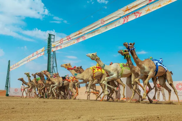 شارك في اليوم الافتتاحي 1530 مطية تضمّنهم قائمة البداية الرسمية من قِبل اللجنة (الاتحاد السعودي للهجن)