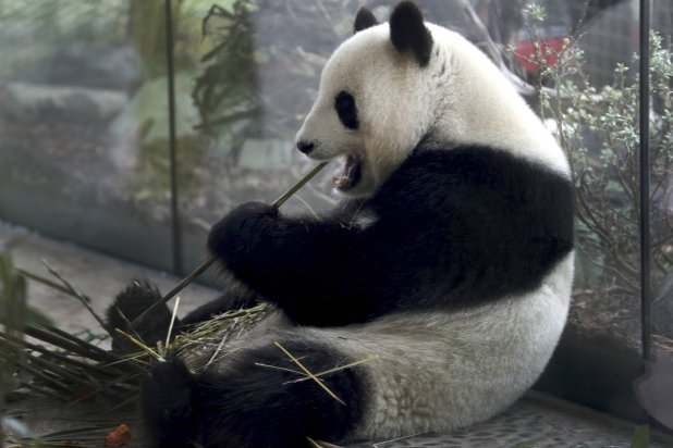 FILE -In this April 5, 2019 file photo taken through a window female panda Meng Meng eats bamboo at its enclosure at the zoo in Berlin, Germany. (AP Photo/Michael Sohn, file)