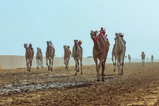 المطية «رعد» سجلت التوقيت الأفضل في ختام المنافسة كاملة (الاتحاد السعودي للهجن)