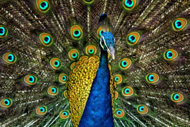 توفّر قوانين الحياة البرية الصارمة حماية للطيور الملونة في الهند (أرشيفية - الشرق الأوسط)