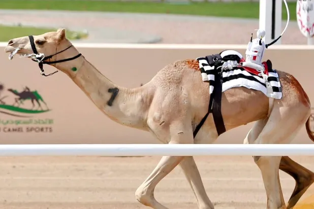 «الرخامية» خلال المرحلة التمهيدية لمنافسات مهرجان ولي العهد للهجن بمدينة الطائف (الشرق الأوسط)