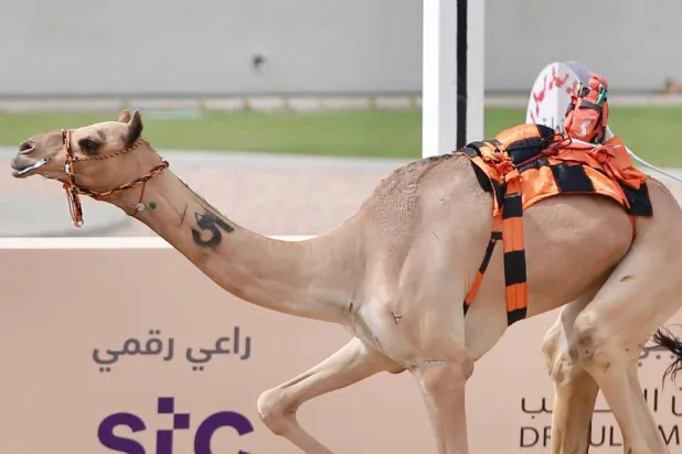 المطية «بيان» خلال منافسات الحقايق لمهرجان ولي العهد للهجن بالطائف (الشرق الأوسط)