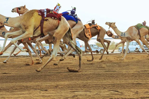 من منافسات مهرجان ولي العهد للهجن (الشرق الأوسط)