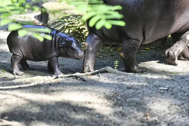 «توني» تحظى بشعبية لافتة (أ.ب)