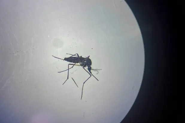  Enfekte sivrisineklerin ısırmasıyla bulaşan hastalık için özel bir tedavi veya aşı mevcut değil. (Reuters)