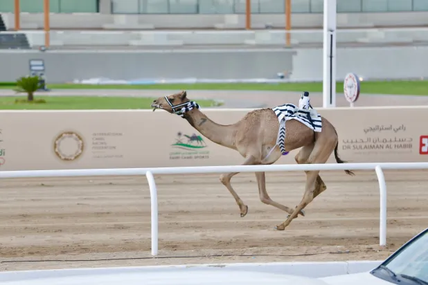 نجحت المطية «نوارة» في تحقيق لقب الشوط الثالث (الشرق الأوسط)