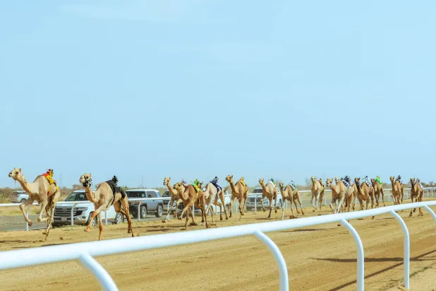 شارك في أشواط الفئة الرابعة الاثنين والأحد 969 مطية (الشرق الأوسط)