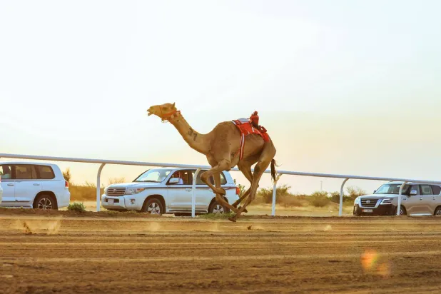 تُوِّجت المطية «أمجاد» لمالكها الكويتي جويعد فهيد العجمي بالتوقيت الأفضل في فئة «الثنايا» (الشرق الأوسط)