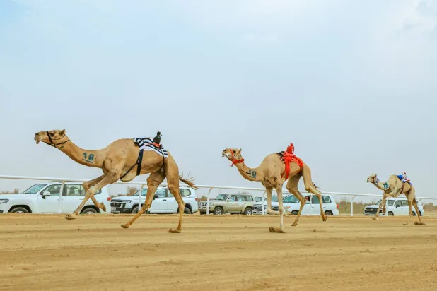 تم تخصيص جوائز مالية تفوق قيمتها الإجمالية 56 مليون ريال (الشرق الأوسط)