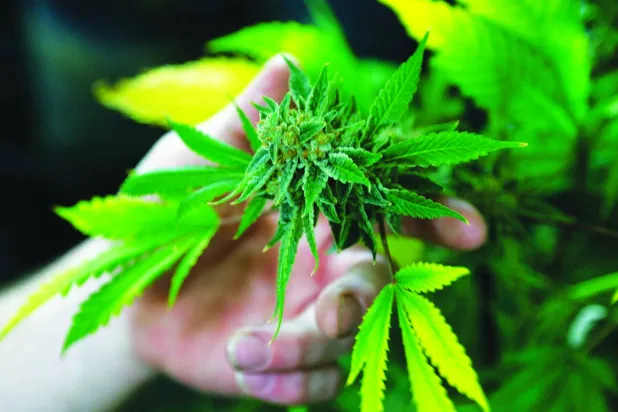 زهرة القنب (رويترز)