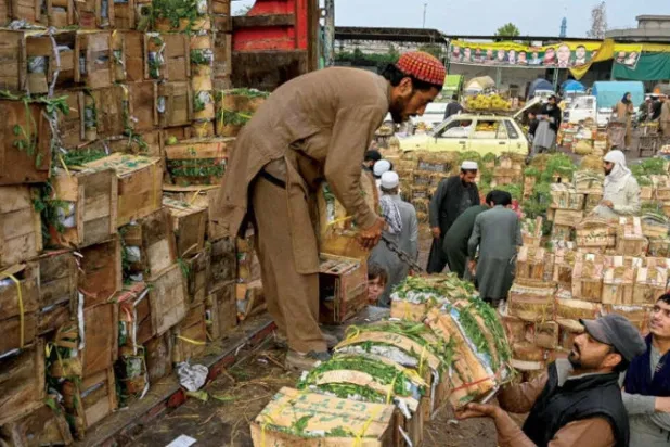 عمال يفرِغون صناديق الفاكهة في سوق بمدينة بيشاور (أ.ف.ب)
