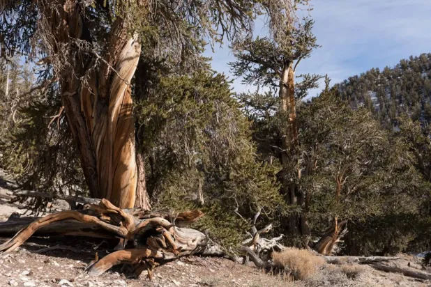 العمر الطويل خلفه حكاية (غيتي)