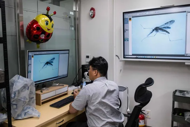 كيم هيون وو العالم في وكالة مكافحة الأمراض والوقاية بكوريا الجنوبية أثناء بحثه عن البعوض (أ.ف.ب)