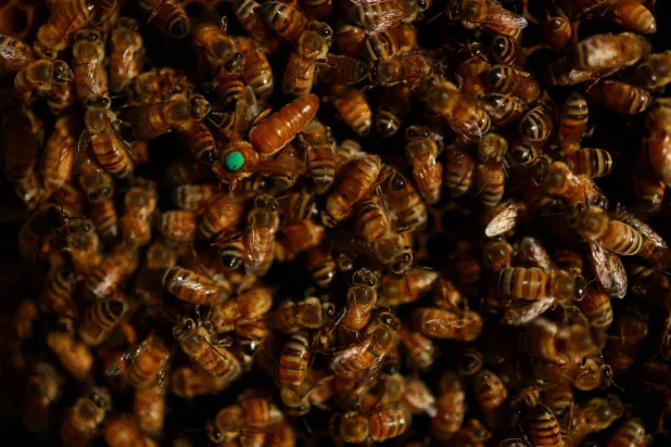 أعداد النحل آخذة في الانخفاض بسبب فقدان الموائل وأزمة المناخ (رويترز)