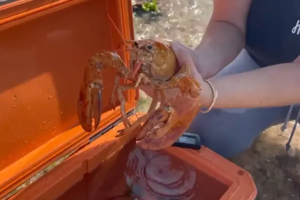 أُنقِذ من الطهي (مواقع التواصل)