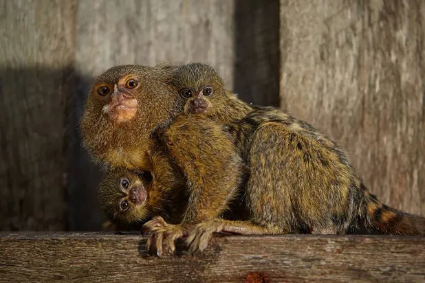 قرد القشة القزمة في حديقة حيوان سيمبيو في سيدني بأستراليا (أ.ف.ب - صفحة حديقة حيوان سيمبيو على «فيسبوك»)