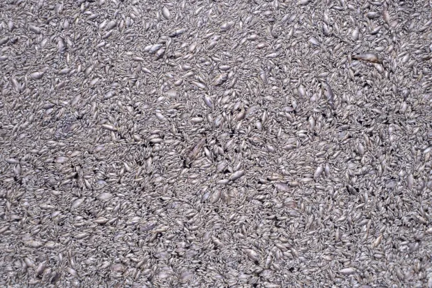 تظهر صورة التقطتها طائرة من دون طيار مئات الآلاف من الأسماك الميتة في مجرى مائي بالقرب من ميناء فولوس باليونان (رويترز)