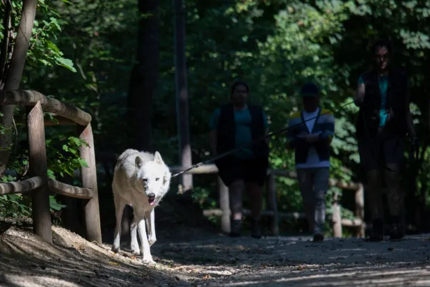 تتمتع الذئاب في دول الاتحاد الأوروبي بحماية صارمة بموجب معاهدة بيرن (أ.ف.ب)