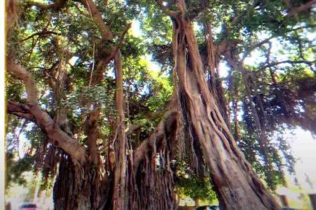 شجرة التين البنغالي في جزيرة الزمالك (لقطة من فيلم «حديقة الزهرية»)