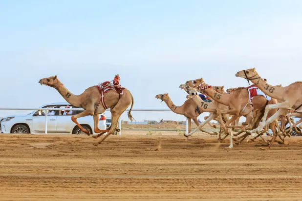 من سباقات مهرجان ولي العهد للهجن في الطائف (الشرق الأوسط)