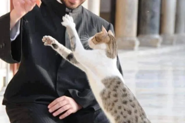 Mısır Evkaf Bakanı Usame el-Ezheri cami avlusunda bir kediyi besliyor. (El-Ezheri’nin Facebook sayfası)