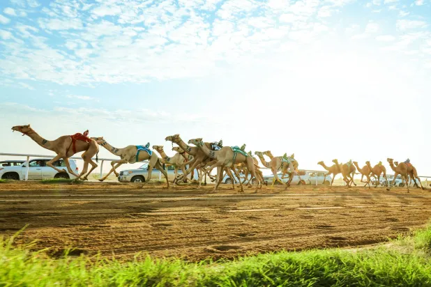 من سباقات مهرجان ولي العهد للهجن (الشرق الأوسط)