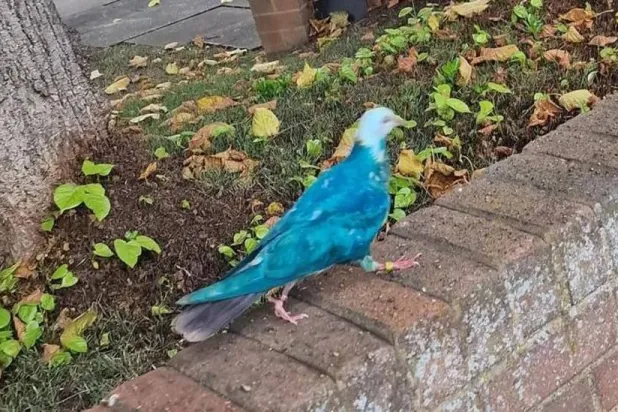 غرابة الريش (مواقع التواصل)