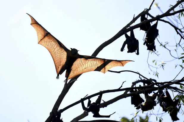 الخفافيش مهدَّدة بفقدان موائلها (رويترز)
